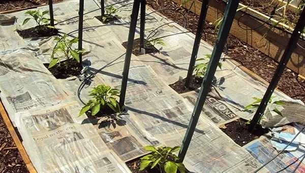 Вторая жизнь одноразовых вещей: 10 идей для дачи Вторая жизнь одноразовых вещей: 10 идей для дачи